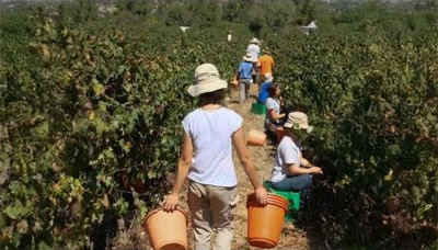 美しい環境で有機無農薬栽培されたホホバの実