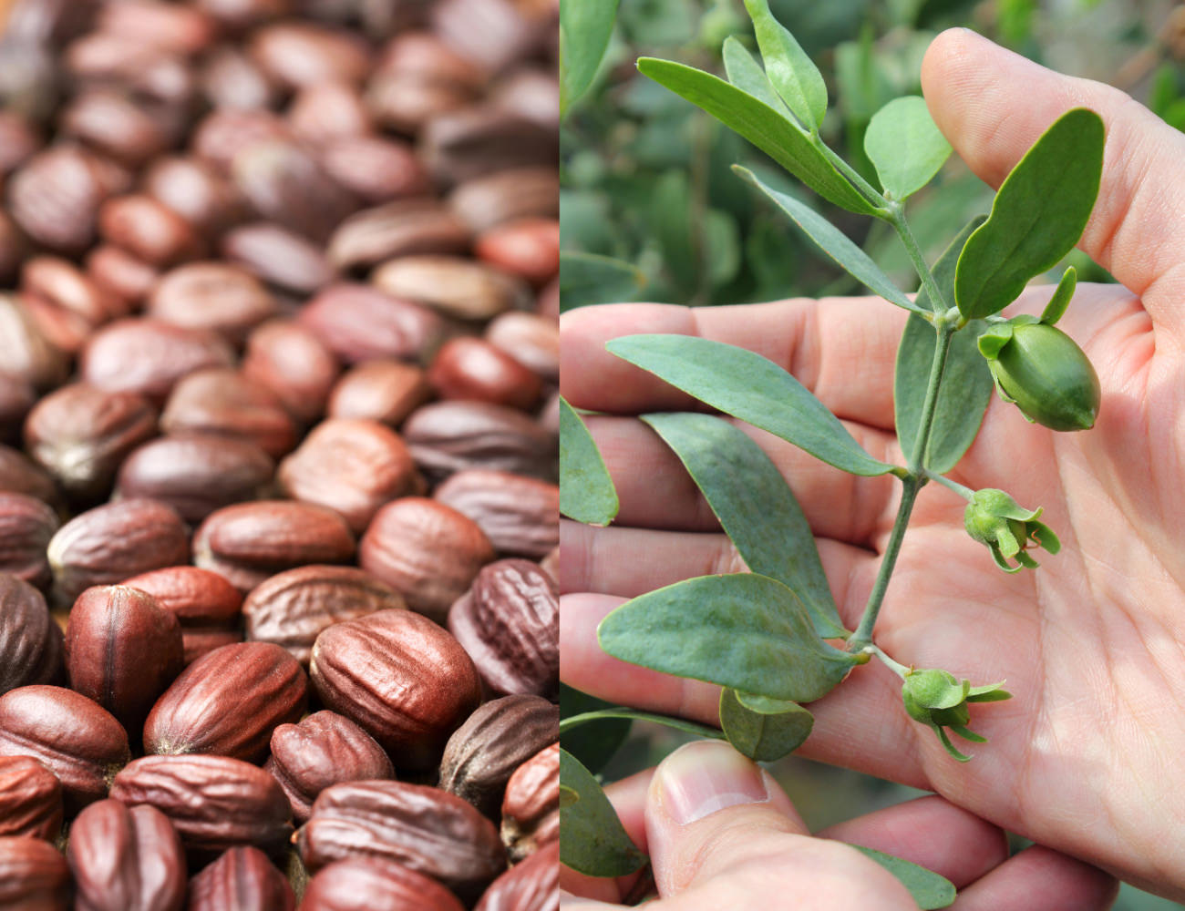 実は植物性のワックスだから酸化に強い。