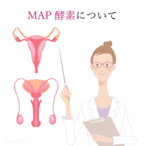 MAP酵素について