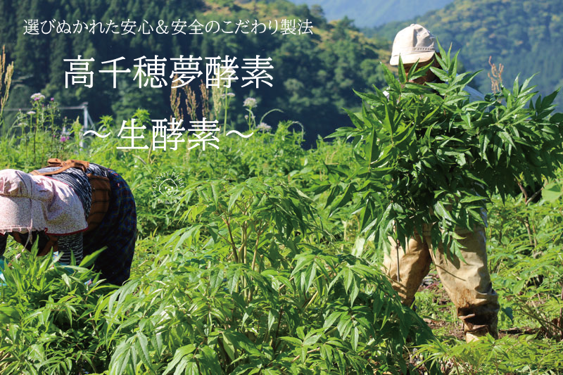 高千穂夢酵素 生酵素