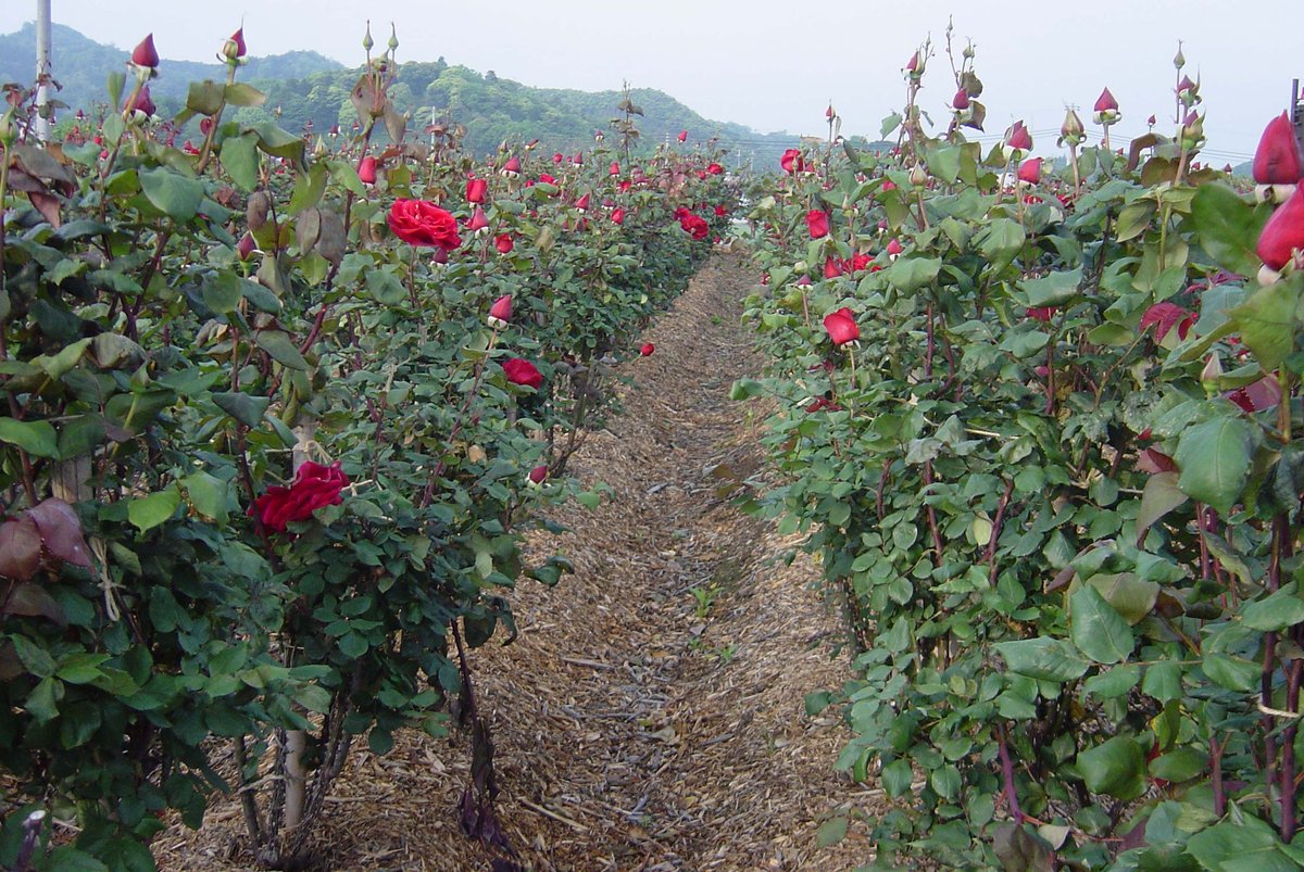 奥出雲薔薇園のさ姫