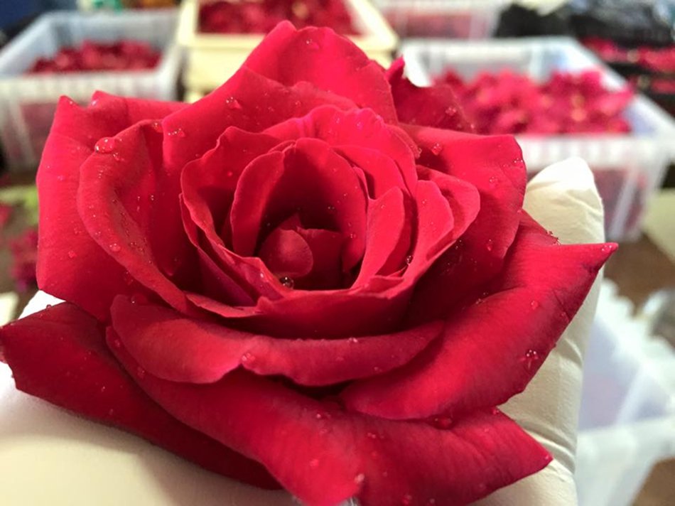 香りの薔薇さ姫