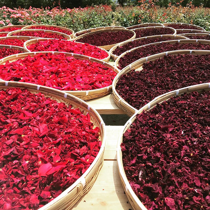薬草として使われていた薔薇