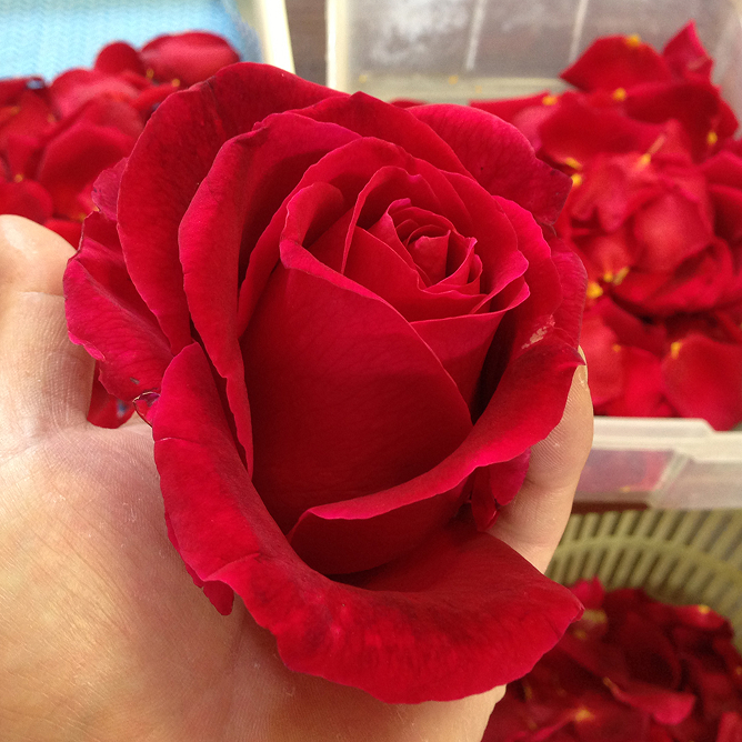食用薔薇さ姫