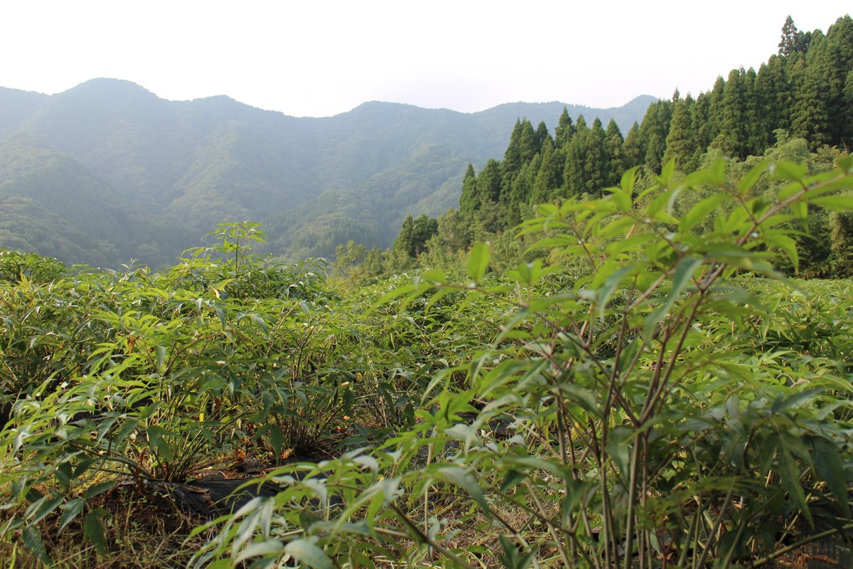 高千穂の日本山人参の畑