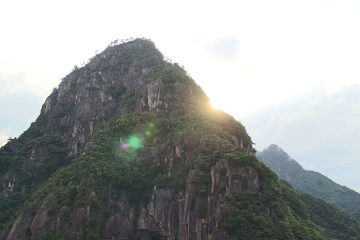 日本山人参パウダー　日向当帰　ヒュウガトウキ
