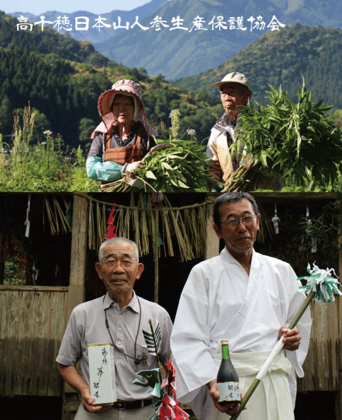 日本山人参パウダー　日向当帰　ヒュウガトウキ